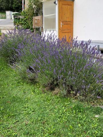 Nid D'Abeilles Apartment Tramelan Exterior foto